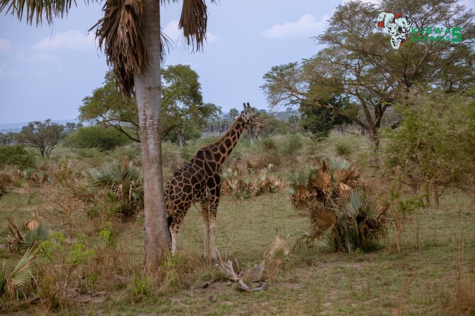 3 Days Wild Tour Queen Elizabeth National Park Safari Uganda - Day 1: Entebbe pickup and an overnight near Kampala