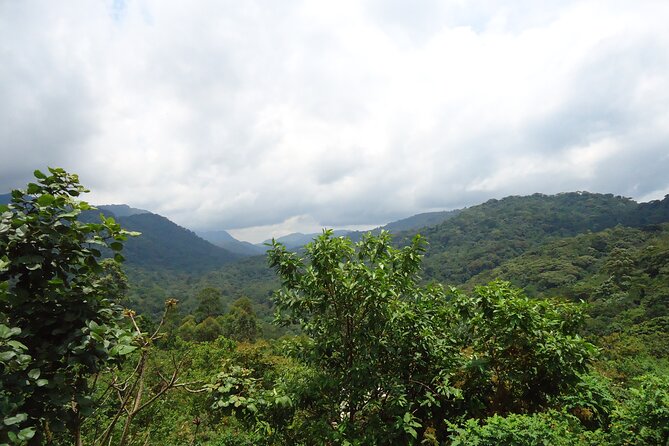 4-Day Gorilla & Chimpanzee Trekking Luxury Fly-in Tour in Uganda - Day 1: Entebbe to Kibale by air