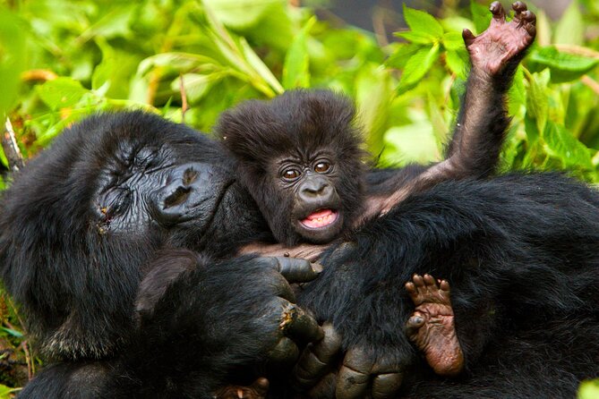 4 Day Gorilla Trekking & Golden Monkeys - The road from Entebbe to Bwindi