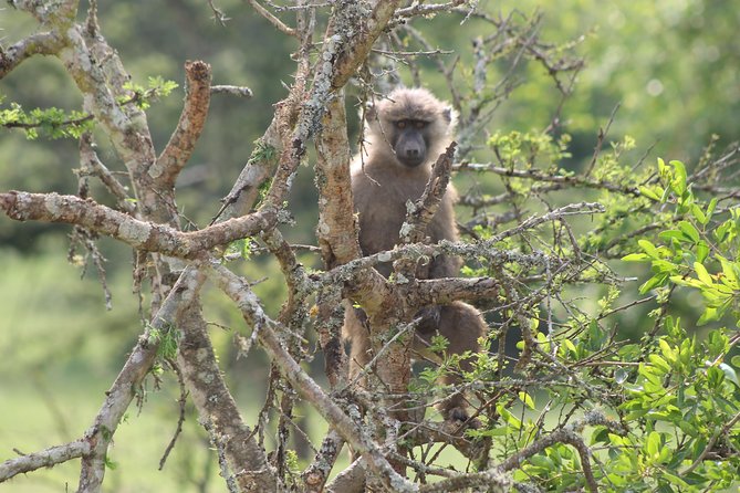4 Day Gorilla Trekking & Golden Monkeys - The return to Entebbe includes the equator