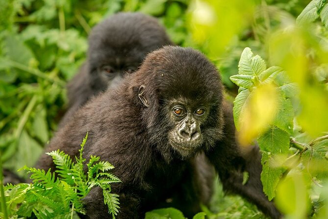 4 Day Gorilla Trekking & Golden Monkeys - Is $2,500 a fair price?