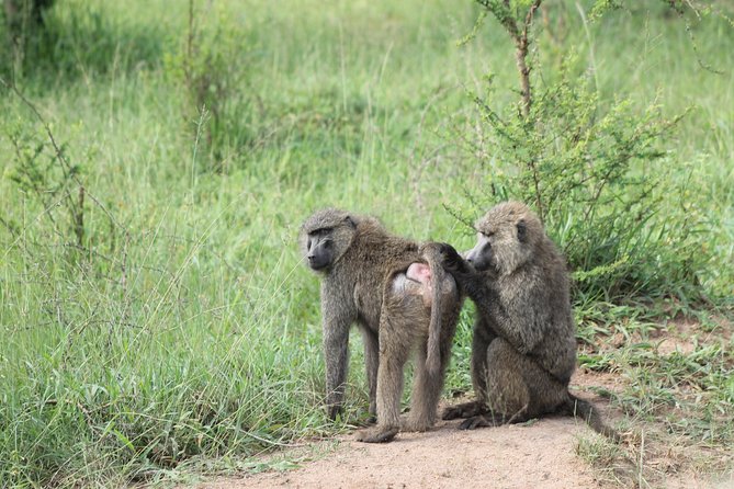 4 Day Gorilla Trekking & Golden Monkeys - Who should book this four-day trip?