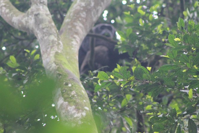 4 Day Gorilla Trekking & Golden Monkeys - Gorilla trekking begins at 7 a.m.