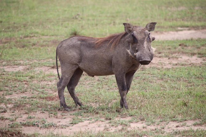 4-Day Gorillas, Wildlife and Chimpanzee Trek at Kalinzu Forest - Five details that shape this Uganda wildlife trip