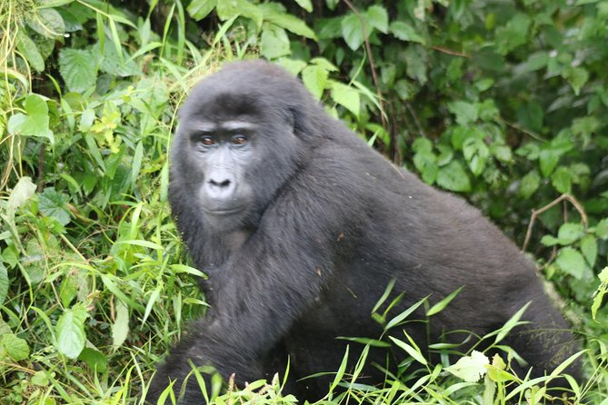4 Day Gorillas, Wildlife and Chimpanzee Trek at Kibale - Day three: wildlife on the Kasenyi Plains