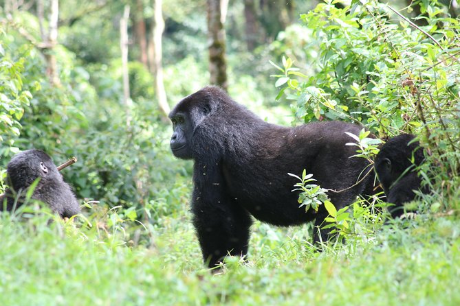4 Day Gorillas, Wildlife and Chimpanzee Trek at Kibale - Who should book this safari?