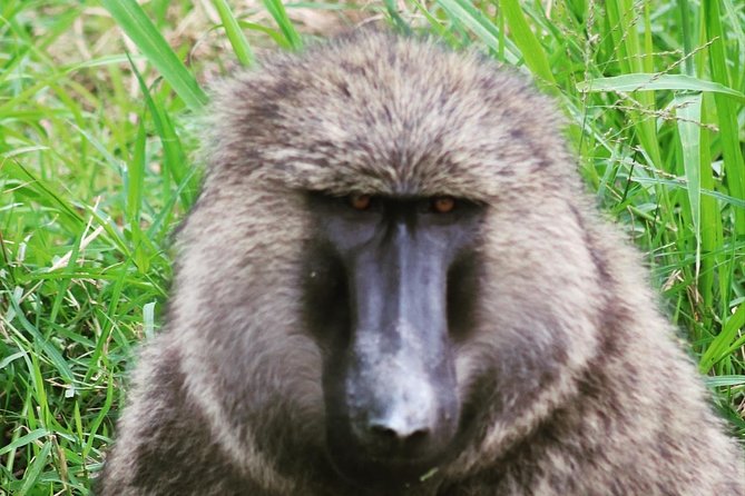 4 Day Gorillas, Wildlife and Chimpanzee Trek at Kibale - Day two: chimpanzees and the Fort Portal crater lakes