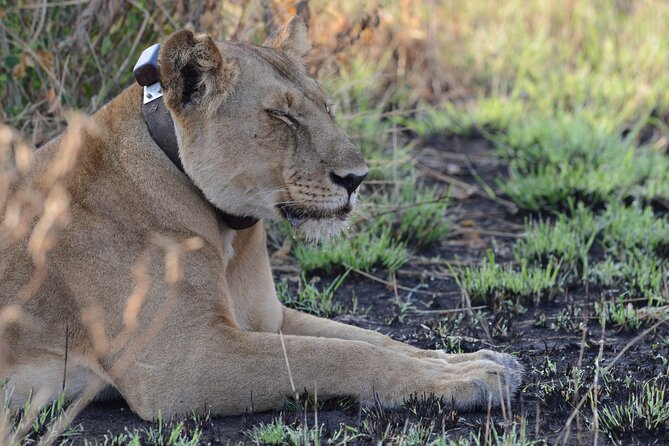 4-Day QENP, Gorillas in Bwindi and Lake Bunyonyi relaxation - What this Uganda safari actually includes