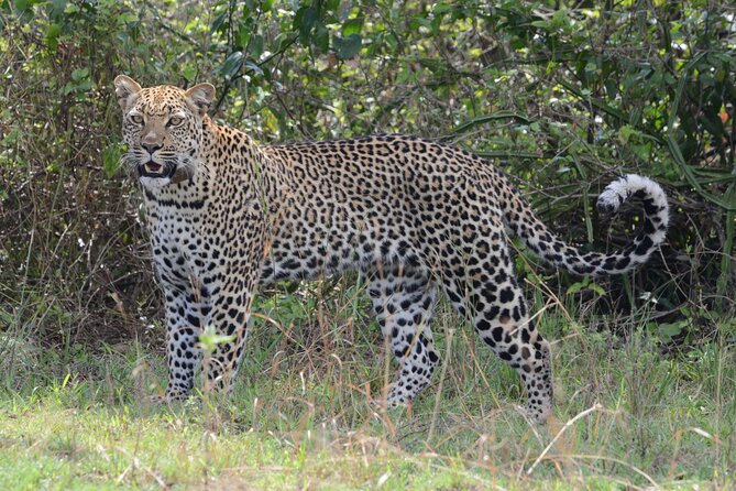 4-Day QENP, Gorillas in Bwindi and Lake Bunyonyi relaxation - Day 3: Leaving Queen Elizabeth for Lake Mburo