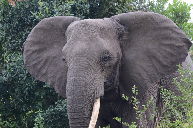 4-Day QENP, Gorillas in Bwindi and Lake Bunyonyi relaxation - Day 4: Early safari and the return to Kampala