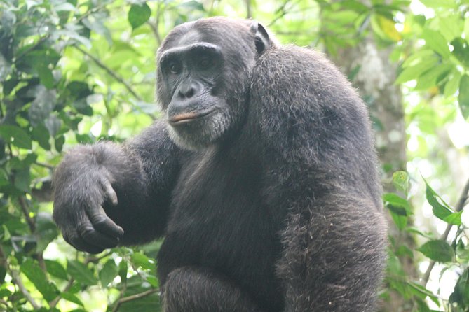 4-Day Uganda Gorilla Trekking and Wildlife Safari - Why This Four-Day Route Works