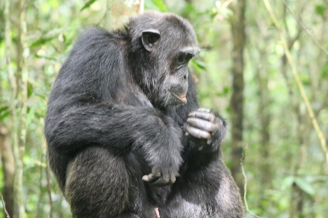 4-Day Uganda Gorilla Trekking and Wildlife Safari - Lake Bunyonyi and the 29-Island View