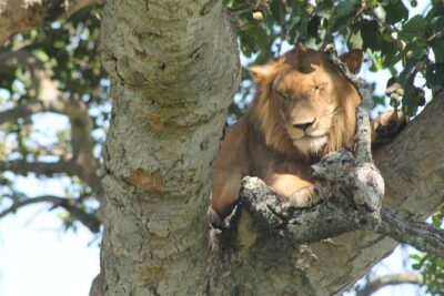 4-Day Uganda Gorilla Trekking and Wildlife Safari