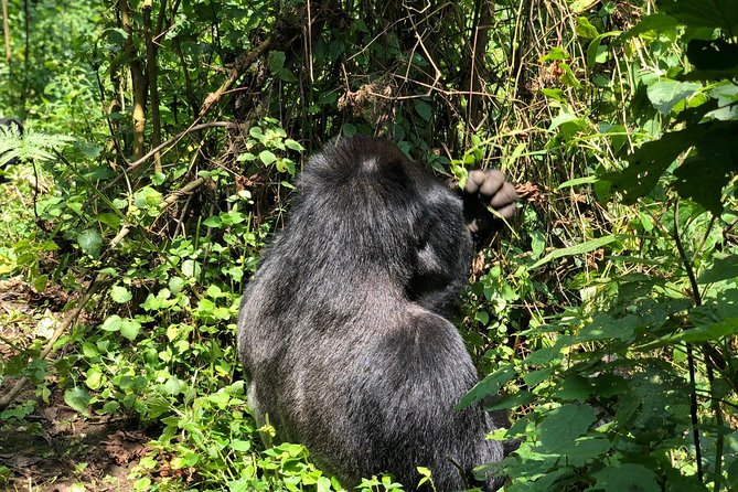 4 Day Uganda Gorilla Trekking Safari with Lake Bunyonyi - Key points to know before booking