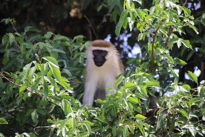 4 Day Uganda Gorilla Trekking Safari with Lake Bunyonyi - Day three: Mgahinga, golden monkeys, and a choice of lakes