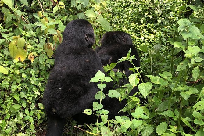 4 Day Uganda Gorilla Trekking Safari with Lake Bunyonyi - Lake Bunyonyi: a quieter finish after the forest