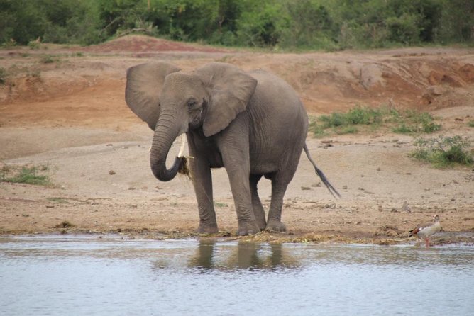 4 Day Uganda Gorilla Trekking Safari with Lake Bunyonyi - Meals, transport, and what you still pay for