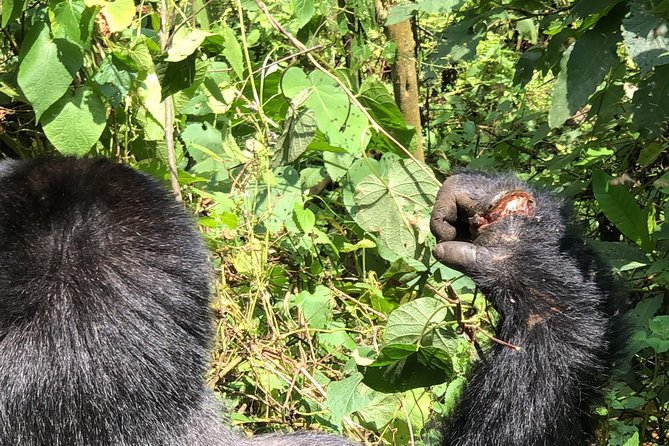 4 Day Uganda Gorilla Trekking Safari with Lake Bunyonyi - Day one: the long road from Entebbe to Bwindi