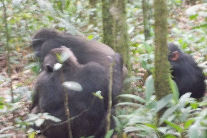 4 Days Gorilla and Chimps trek safari - Day 1: Kampala to Bwindi, with an Equator stop