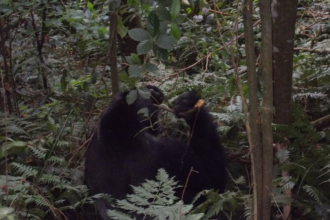 4 Days Gorilla and Chimps trek safari - Day 3: Lake Bunyonyi to Kibale and Bigodi Swamp