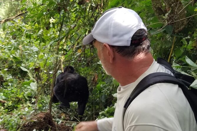 4 Days Gorilla and Chimps trek safari - Day 2: Gorilla tracking in Bwindi and the road to Lake Bunyonyi