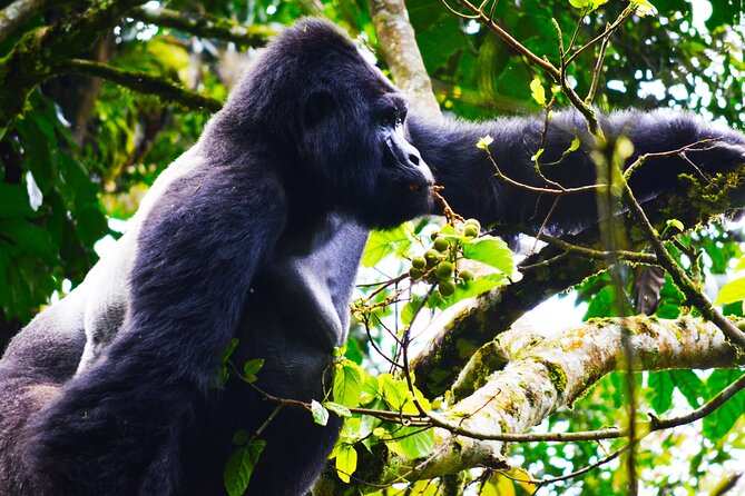 4 Days Gorilla tracking Tour in Uganda - Day 2: Finding gorillas in Bwindi’s thick forest