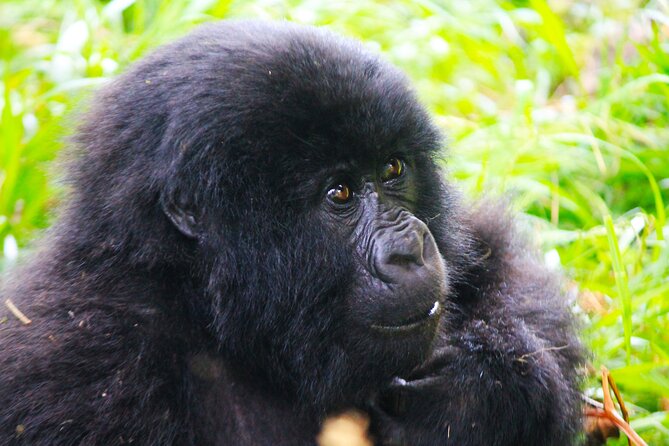 4 Days Gorilla tracking Tour in Uganda - Day 3: Boat time and island stories on Lake Bunyonyi