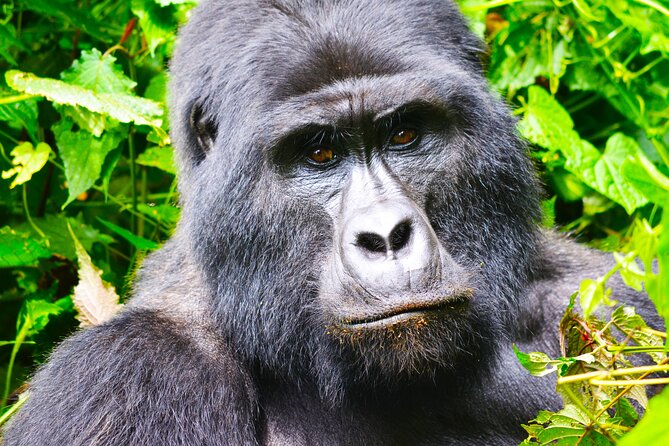 4 Days Gorilla tracking Tour in Uganda - What the $2,331 price really covers
