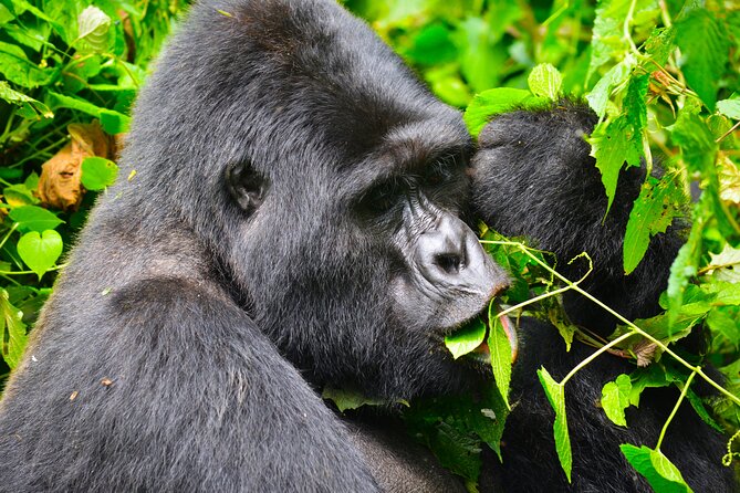 4 Days Gorilla tracking Tour in Uganda - Day 1: Kigali’s memorial and the road to Bwindi