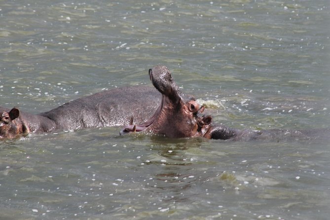 5-Day Big 5 Kidepo valley National Park Safari - Is $3,000 per person good value?