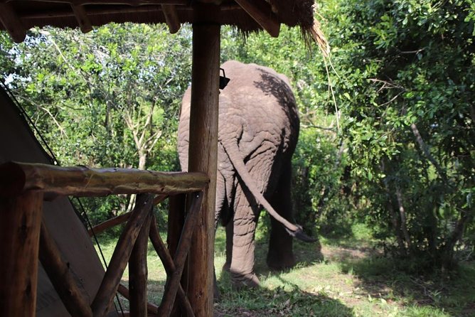 5 Day Gorillas, Wildlife and Kalinzu Forest Chimp Trek - Why this five-day Uganda route works