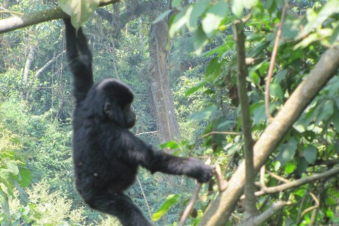 5 Day Gorillas, Wildlife and Kalinzu Forest Chimp Trek - Day 3: from forest to savannah in Queen Elizabeth National Park