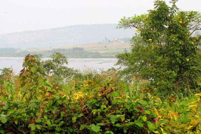 5 Day Gorillas, Wildlife and Kalinzu Forest Chimp Trek - Day 5: chimpanzees in Kalinzu Forest