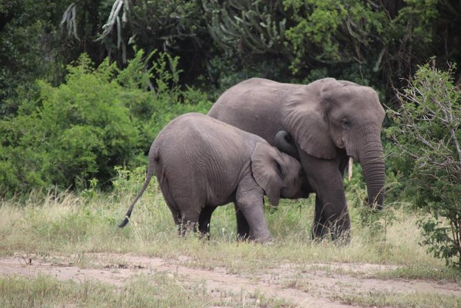 5 Day Gorillas, Wildlife and Kalinzu Forest Chimp Trek - Guides, group size, and how the trip feels