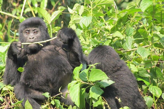 5 Day Gorillas, Wildlife and Kalinzu Forest Chimp Trek - What the price includes, and what to confirm
