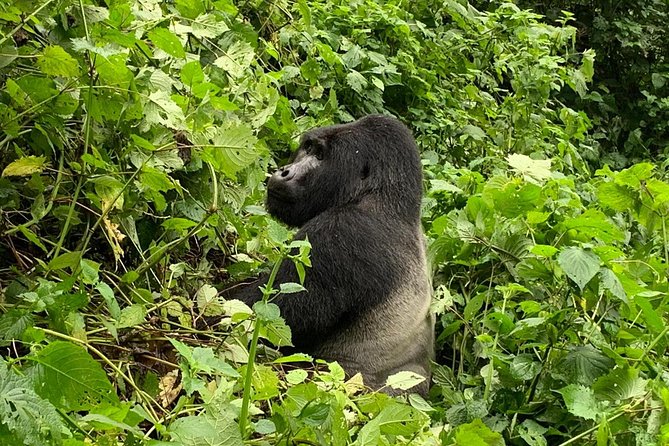 5 Day Gorillas, Wildlife and Kalinzu Forest Chimp Trek - Day 2: the gorilla trek in Bwindi Impenetrable Forest
