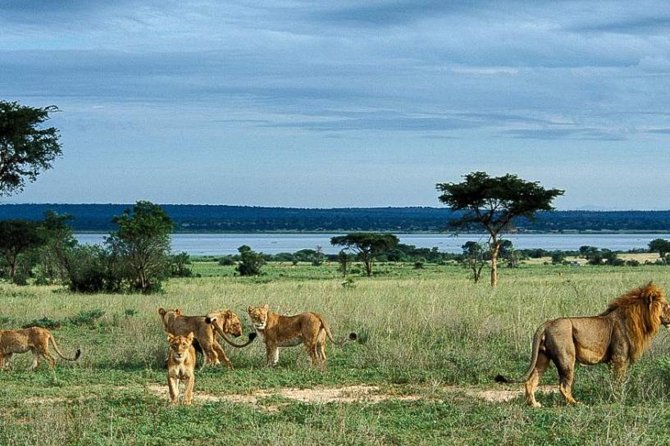 5-Day Murchison Falls, Budongo Chimps, Wildlife Big 5 Safari - Why this five-day Uganda route works