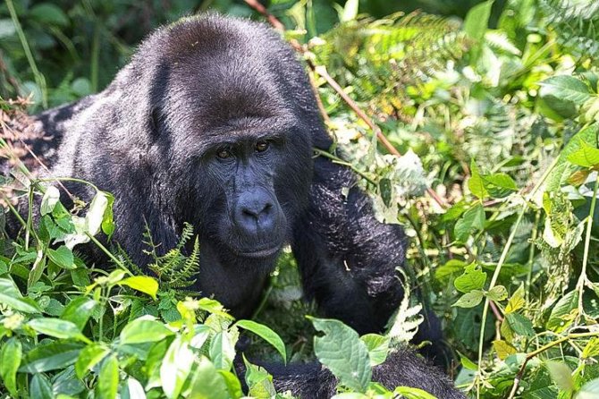 5-Day Pearl of Africa Chimps and Gorilla Trekking Safari - Five details that shape the trip