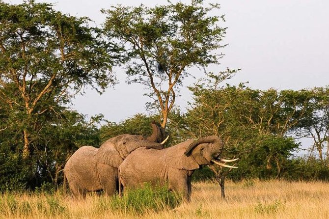 5-Day Pearl of Africa Chimps and Gorilla Trekking Safari - Day 1: From Entebbe to Queen Elizabeth National Park