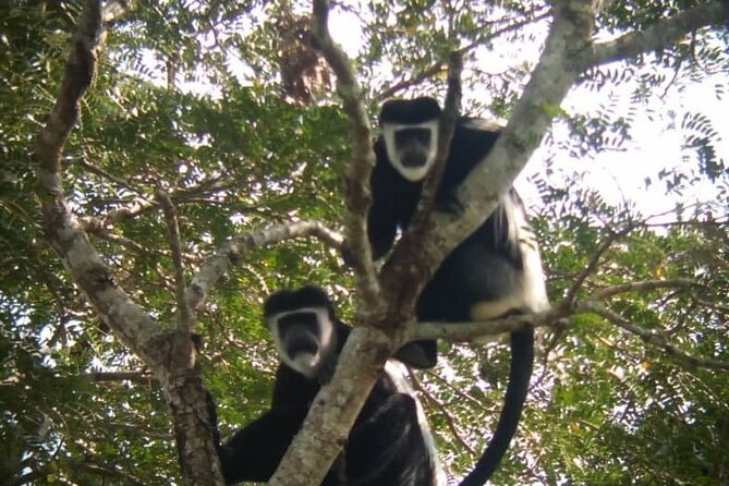 5 days best wildlife experience in Uganda - Chimpanzees and forest primates in Kibale