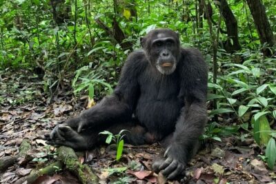 5 days best wildlife experience in Uganda