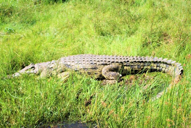 5 days best wildlife experience in Uganda - Kasenyi trail brings the classic safari scenes