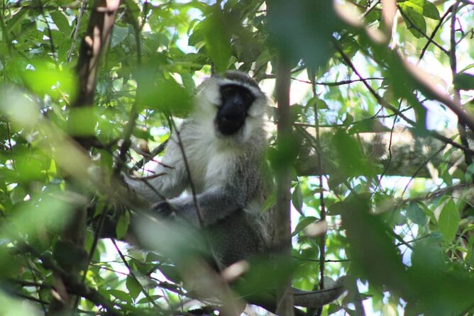5 days best wildlife experience in Uganda - The Kazinga Channel is the afternoon highlight