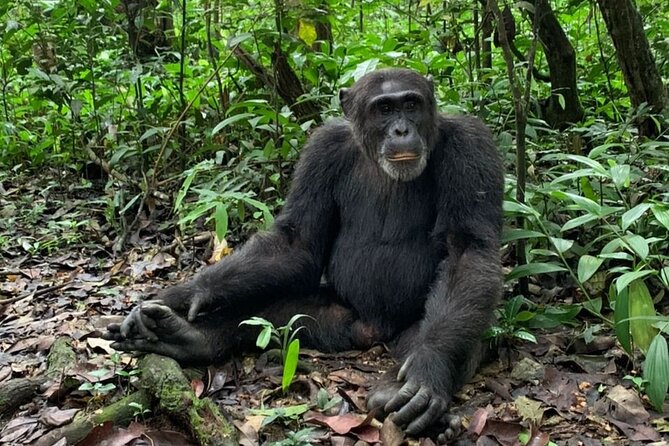 5 days best wildlife experience in Uganda - Bigodi Wetlands turns the afternoon toward birds