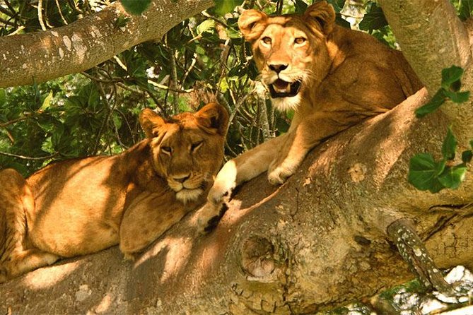 5 Days Bwindi gorilla trekking and Queen Elizabeth safari - Why this five-day Uganda route works