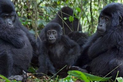 5 Days Bwindi gorilla trekking and Queen Elizabeth safari