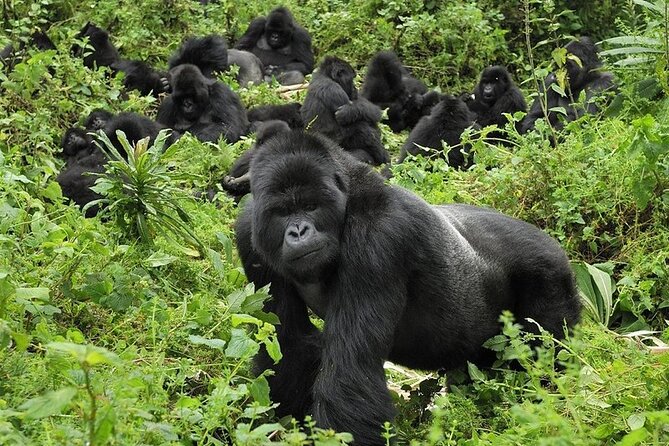 5 Days Gorilla and Chimpanzee Trekking in Uganda - Day 1: The long road from Kampala to Kibale