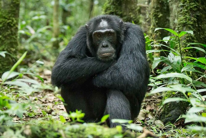 5 Days Gorilla and Chimpanzee Trekking in Uganda - Day 3: Crossing Uganda toward Bwindi