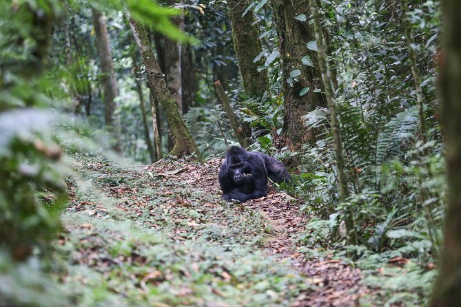5 Days Gorilla Safari Uganda - Why this five-day route feels different