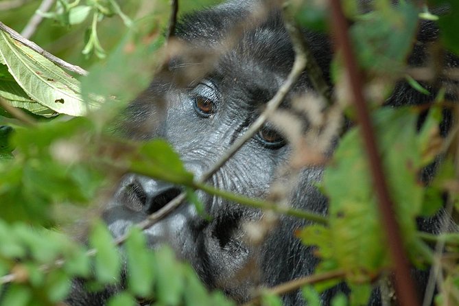 5 Days Gorilla Safari Uganda - Day one: AeroLink, Lake Mutanda, and the walk to Nkuringo